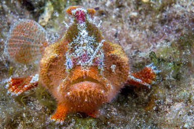 Australia Diving Galleries