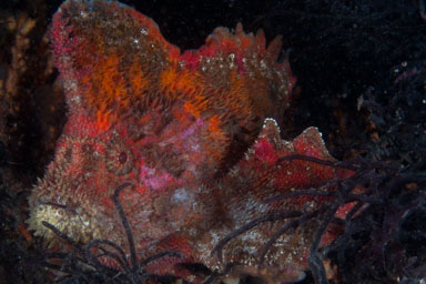 Australia Diving Galleries
