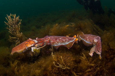 Australia Diving Galleries